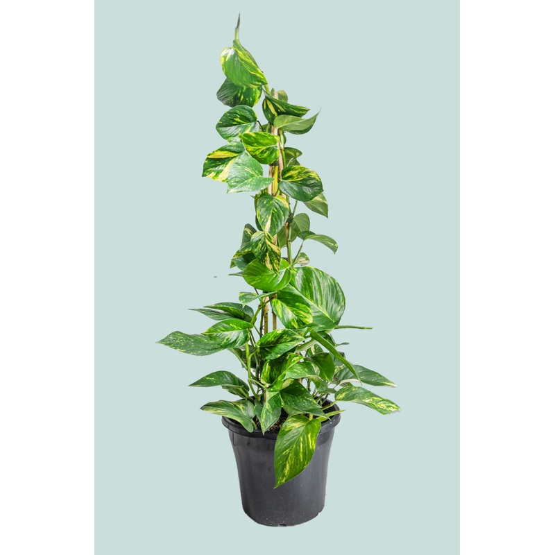 Gold Pothos – Epipremnum aureum – 10L / 25cm / Large