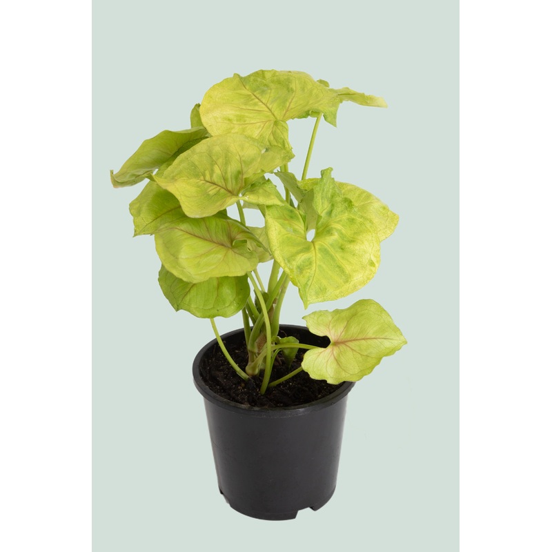 Golden Allusion – Pink Vein – Syngonium podophyllum – 1L / 14cm / Small