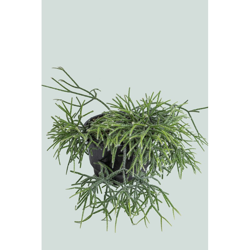 Hairy Wickerware Cactus – Rhipsalis pilocarpa- 2L / 17cm / Medium