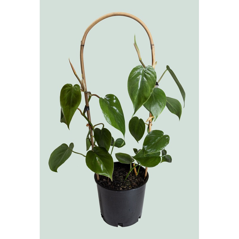 Heart Leaf Hoop – Philodendron hederaceum – 2L / 17cm / Medium