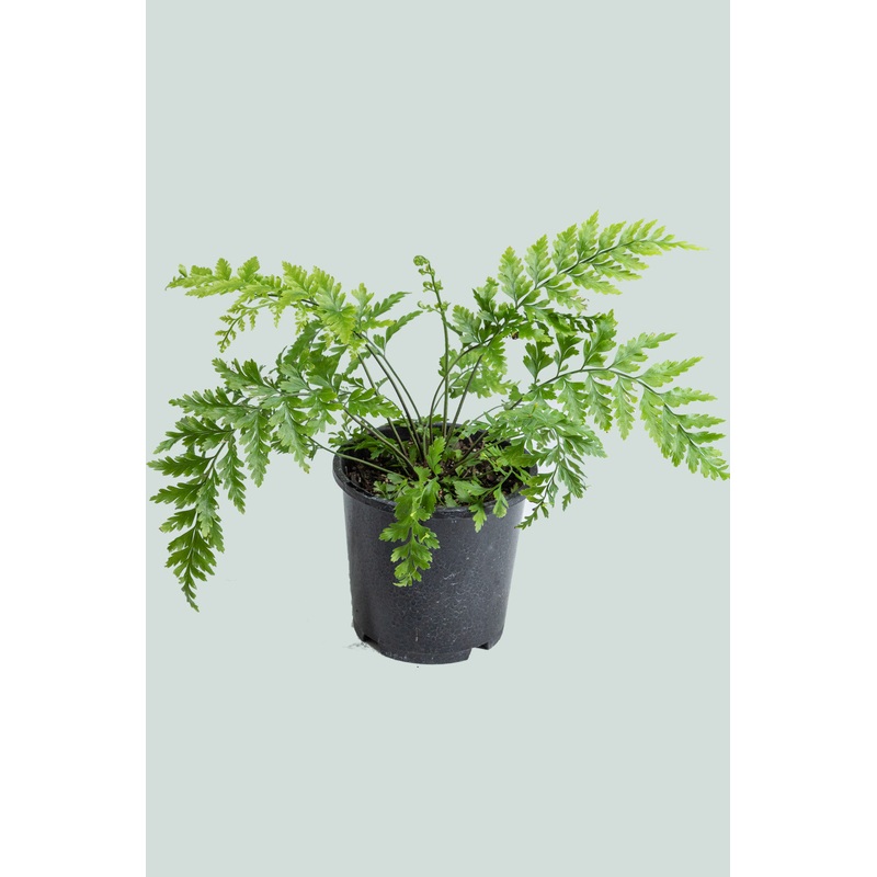 Hen & Chicken Fern (NZ Native) – Asplenium bulbiferum – 1L / 14cm / Small