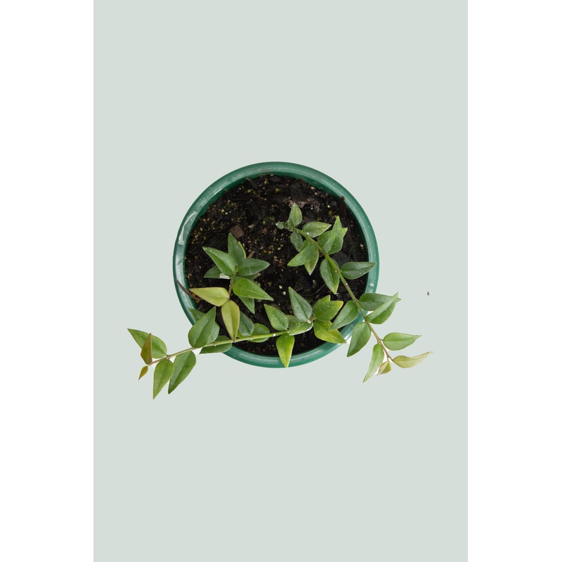 Hoya bella – 1L / 14cm / Small
