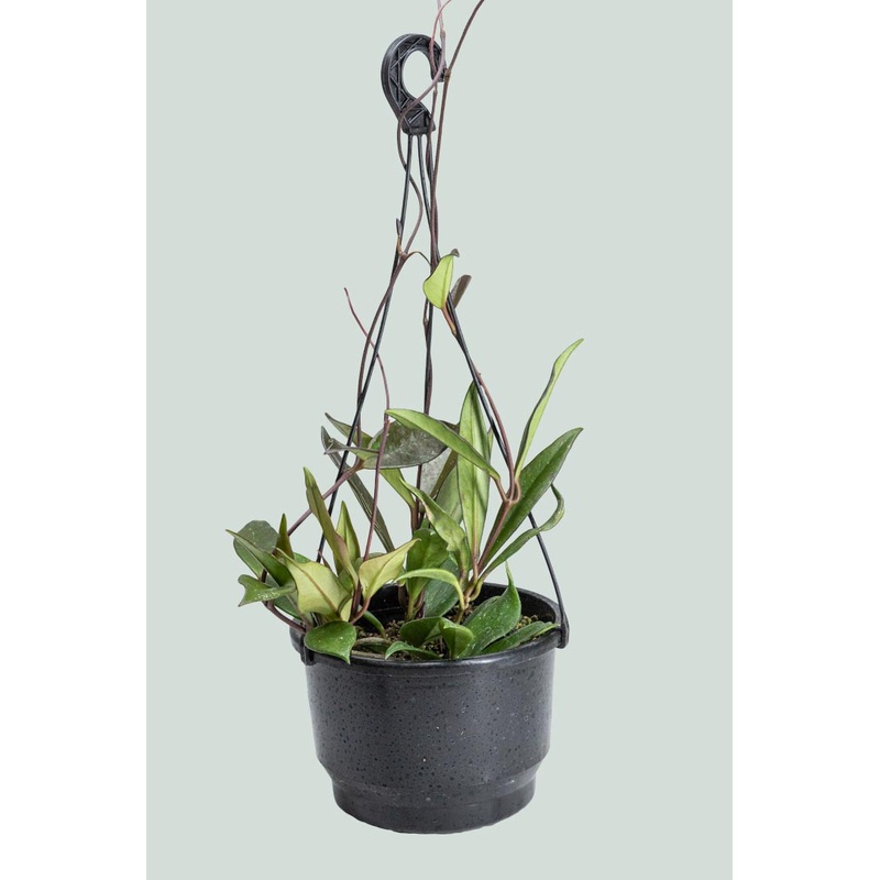 Hoya pubicalyx – Red Buttons – 2L / 17cm / Medium
