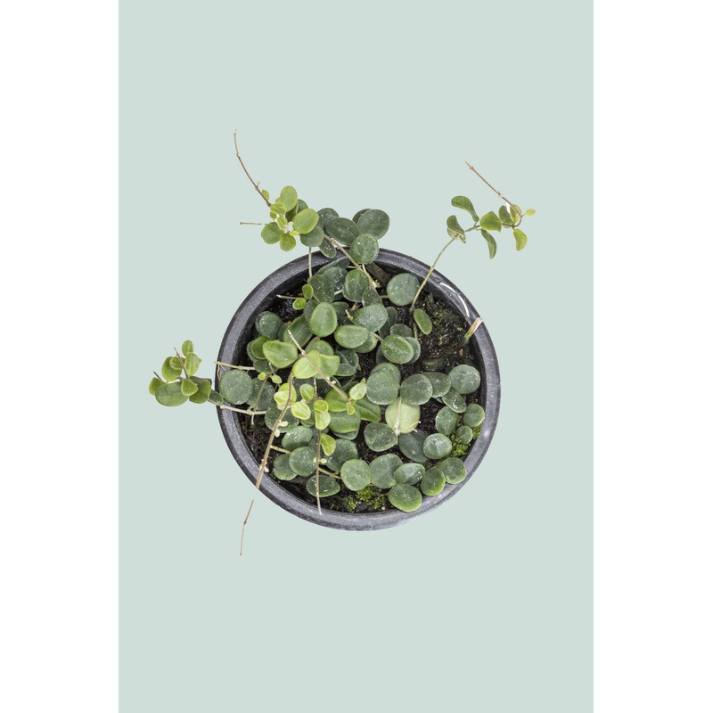 Hoya serpens – 1L / 14cm / Small