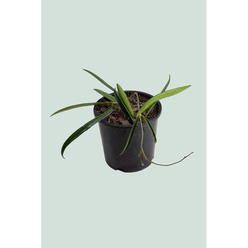 Hoya shepherdii – 1L / 14cm / Small