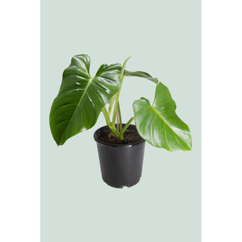 Hybrid Philodendron eximium (fragrans) X P. imbe – 10L / 25cm / Large