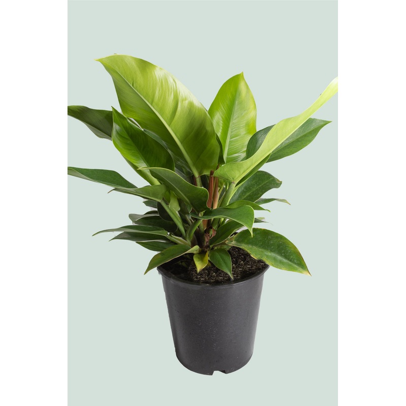Imperial Green – Philodendron selloum – 10L / 25cm / Large