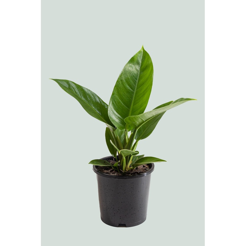 Imperial Green – Philodendron selloum – 1L / 14cm / Small