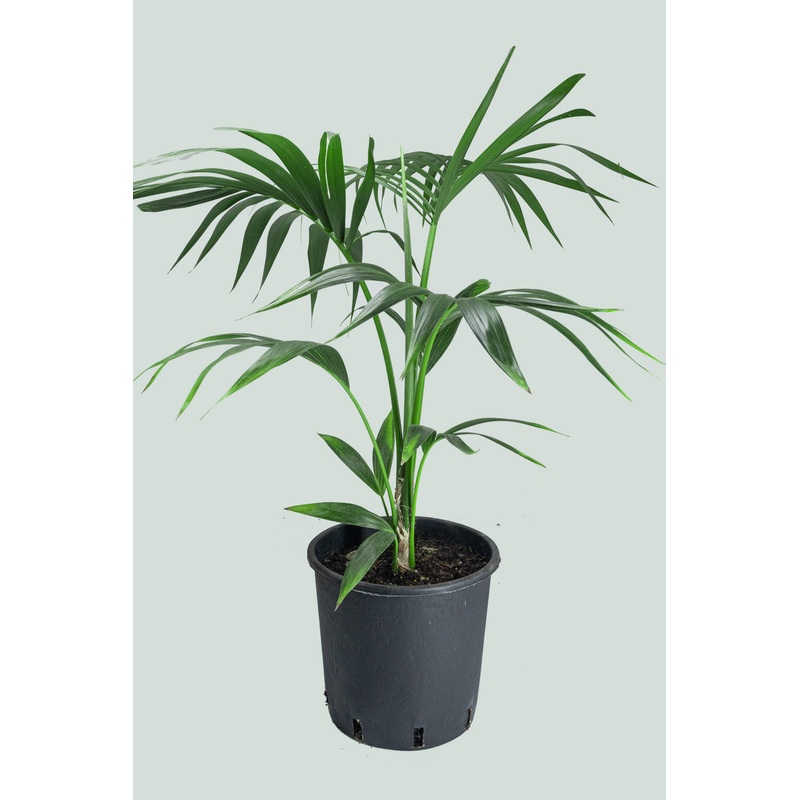 Kentia Palm – Howea forsteriana – 10L / 25cm / Large