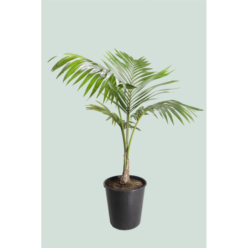 Kentia Palm single – Howea forsteriana – 10L / 25cm / XL