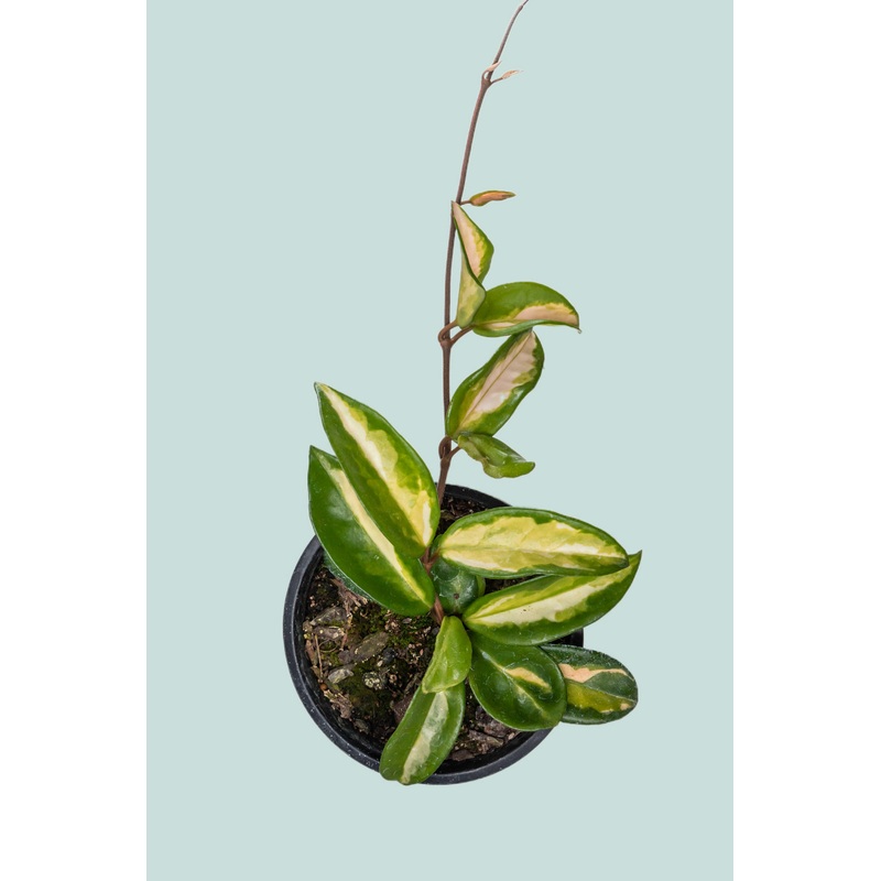 Krimson Princess – Hoya carnosa  – 1.3L / 14cm / Small