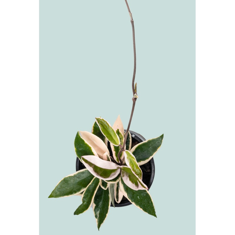 Krimson Queen – Hoya carnosa  – 1.3L / 14cm / Small