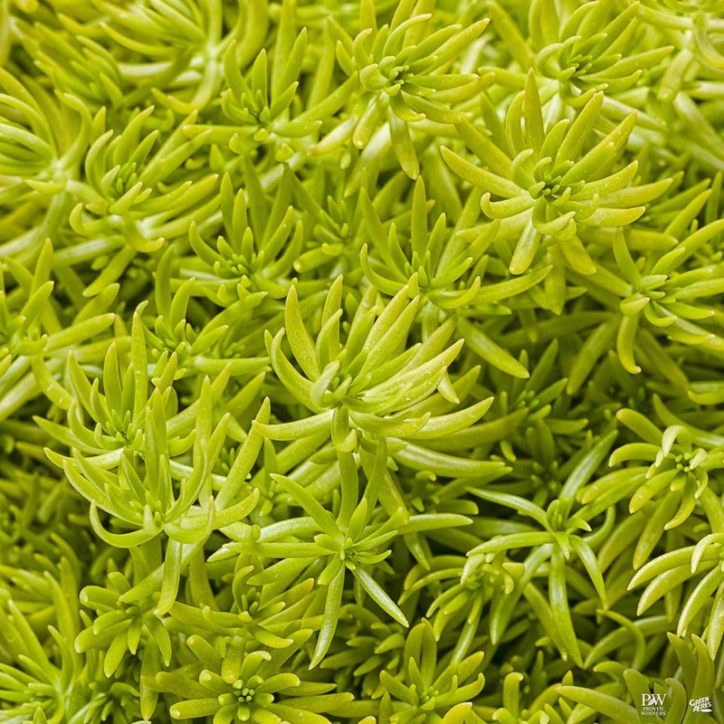 Lemon Coral Sedum|Quart