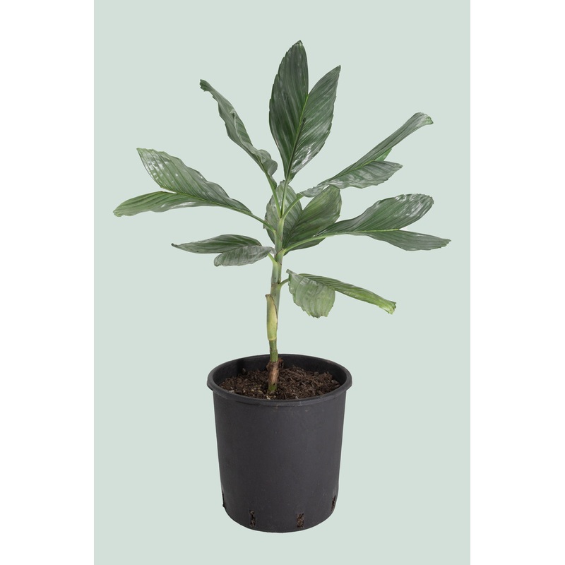 Metallic Palm – Chamaedorea metallica – 10L / 25cm /  Large