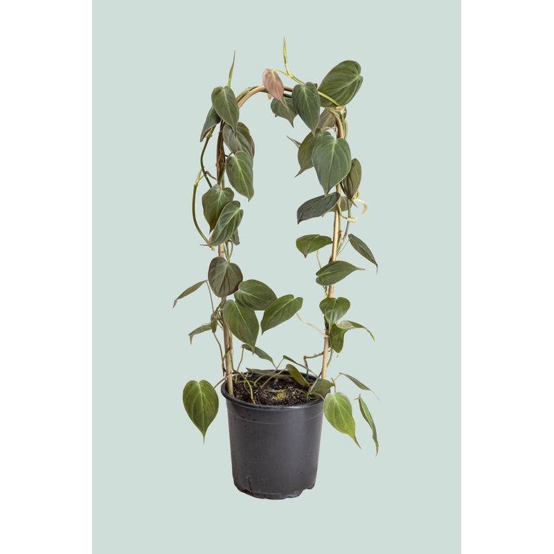 Micans – Philodendron hederaceum – 2.5L / 17cm / Medium