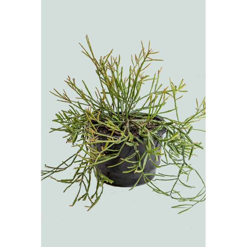 Mistletoe Cactus – Rhipsalis ewaldiana – 2L / 17cm / Medium