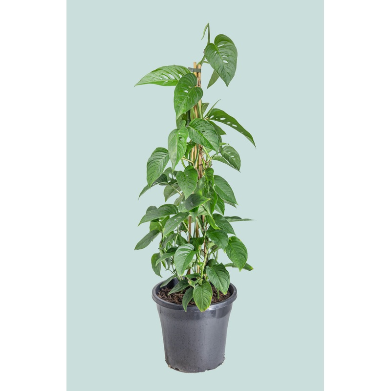 Monstera adansonii – Laniata (Narrow Form) – 10L / 25cm / Large