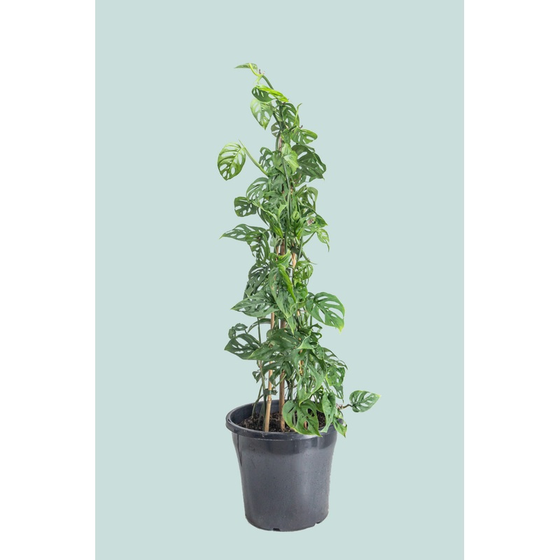Monstera adansonii – Swiss Cheese Vine – 10L / 25cm / Large