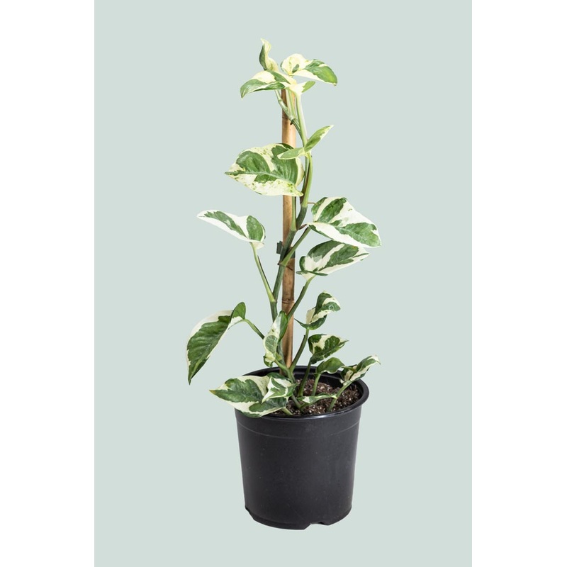 N’Joy – Epipremnum aureum – 1L / 14cm / Small