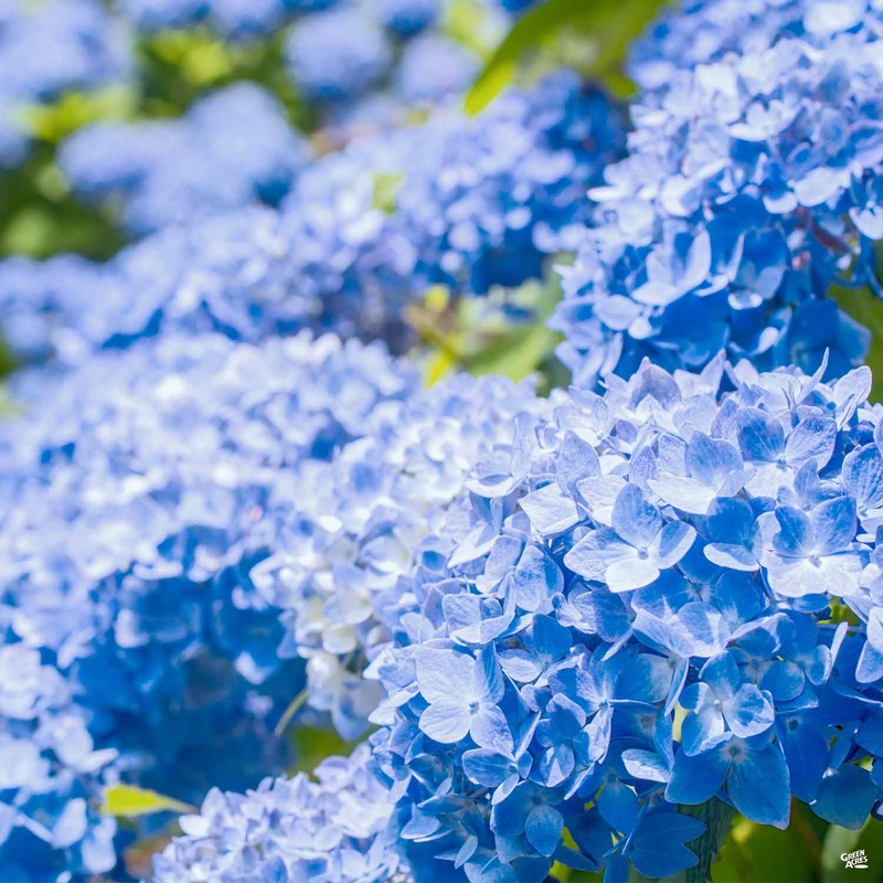 Nantucket Blue Hydrangea|03T [v::tx]