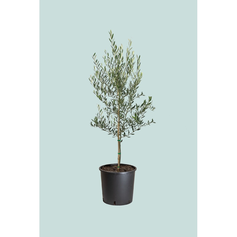 Olive Tree – Olea europaea –  10L / 25cm / XL