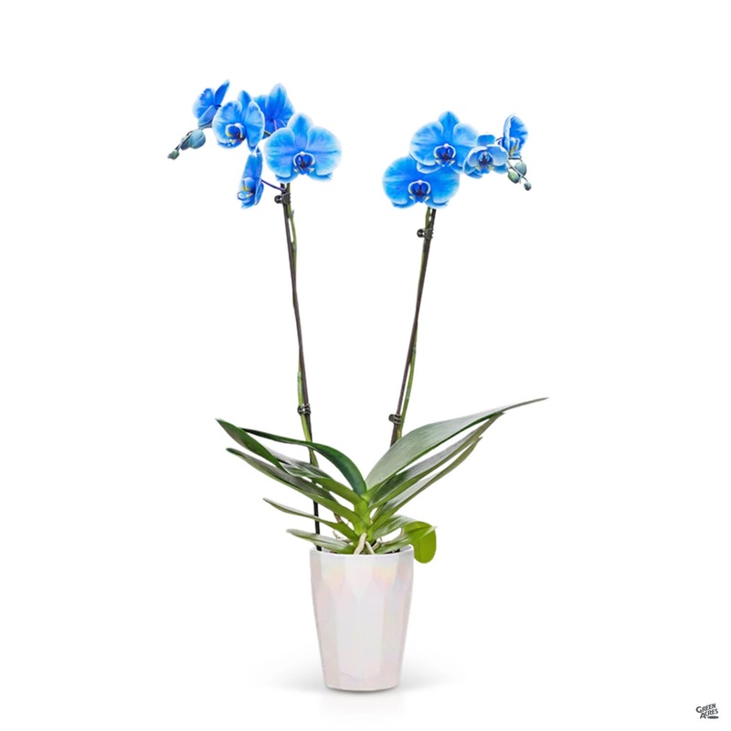 Orchid Phalaenopsis ‘Gemstone Blue’