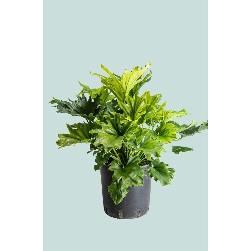 Outdoor Hardened Philodendron selloum – Split leaf – 25cm / 10L / Large