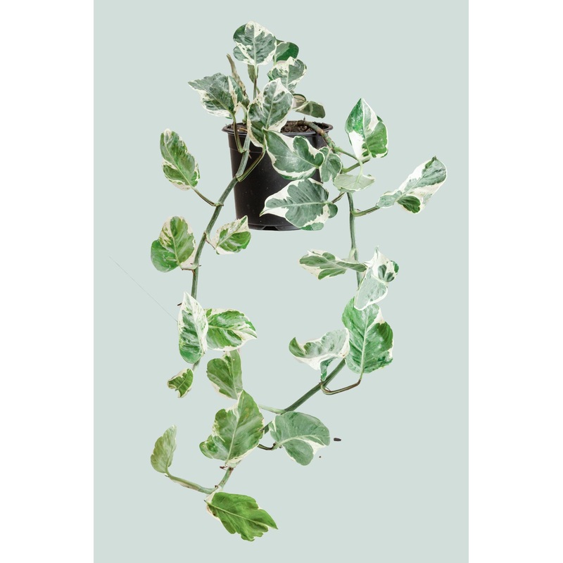Pearls & Jade – Epipremnum aureum – 1L / 14cm / Small