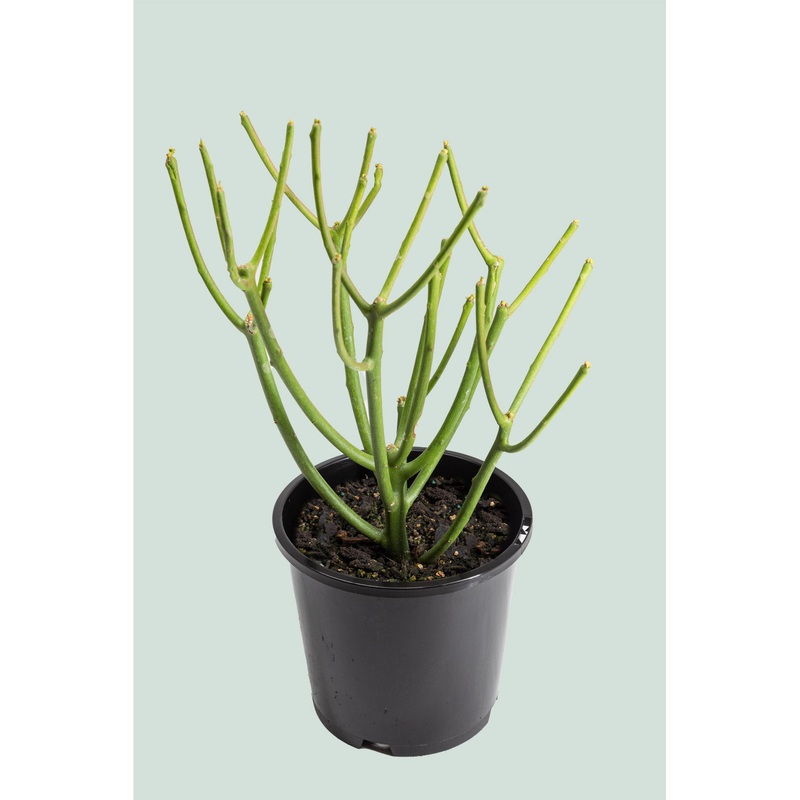 Pencil Cactus – Euphorbia tirucalli – 1L / 14cm / Small