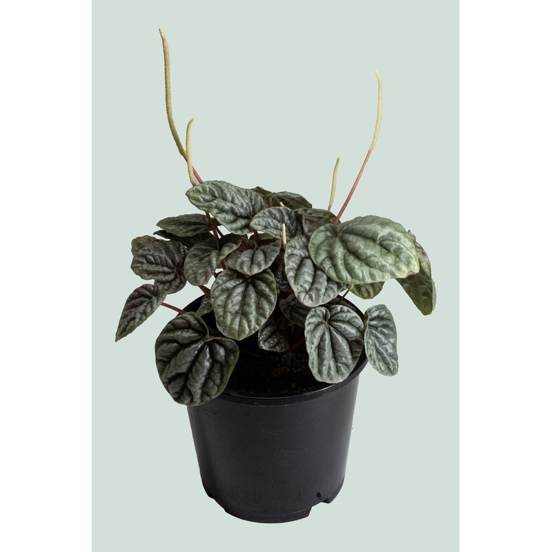 Peperomia caperata – 1L / 14cm / Small