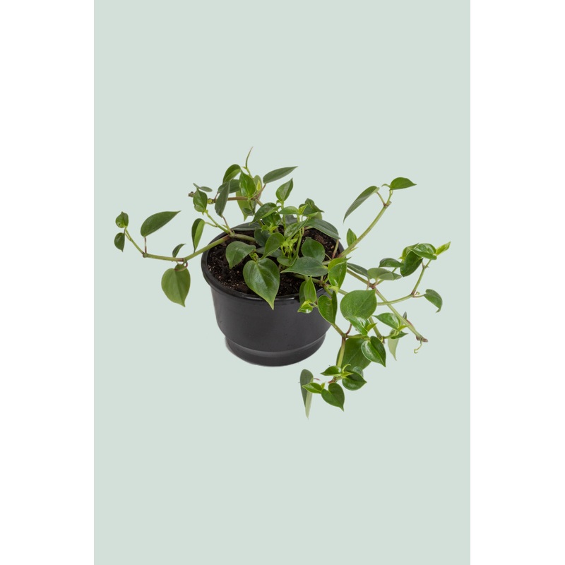 Peperomia scandens – 2L / 16.5cm / Medium