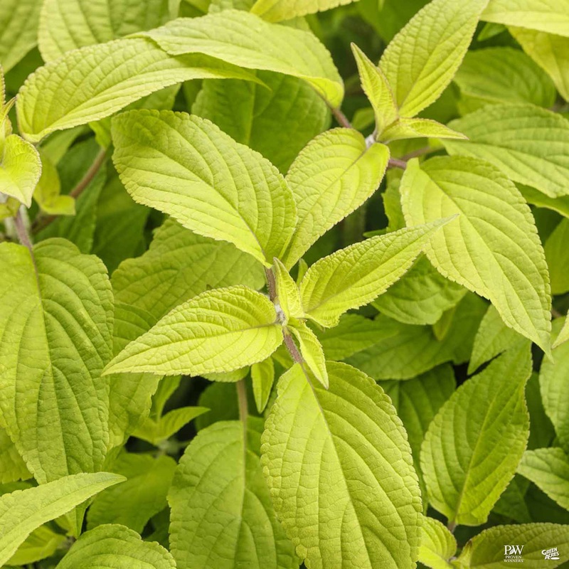 Pineapple Sage ‘Golden Delicious’