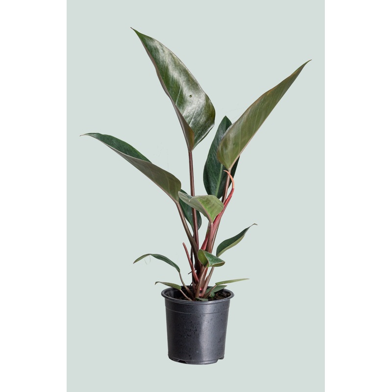 Red Congo – Philodendron selloum – 1.3L / 14cm / Small