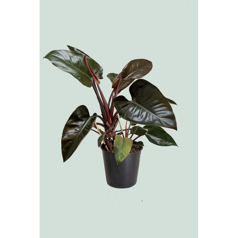 Red Congo – Philodendron selloum – 10L / 25cm / Large