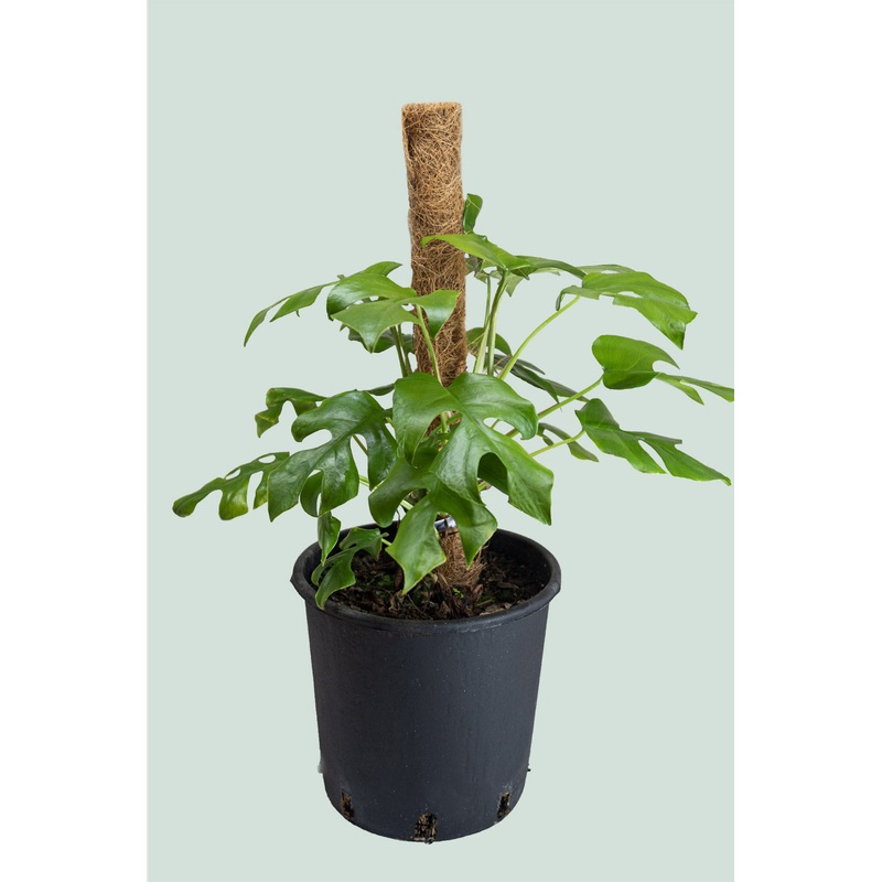 Rhaphidophora tetrasperma on Coir – (Philodendron minima) – Mini Monstera – 10L / 25cm / Large