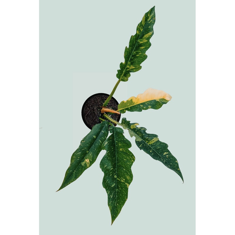 Ring of Fire Philodendron  – 1L / 14cm / Small