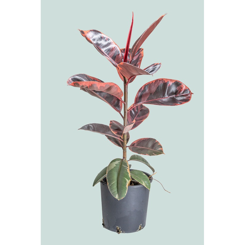Ruby Ficus elastica – 10L / 25cm / Large