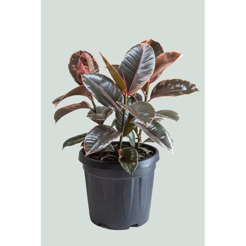 Ruby Ficus elastica – triple planted – 10L / 25cm / Large