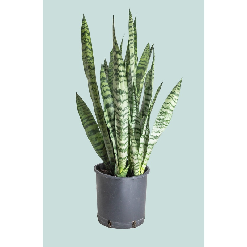 Snake Plant – Dracaena trifasciata (Sansevieria) – 10L / 25cm / Large