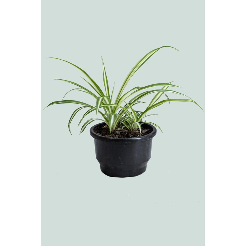 Spider Plant – Chlorophytum comosum – 1L / 14cm / Small