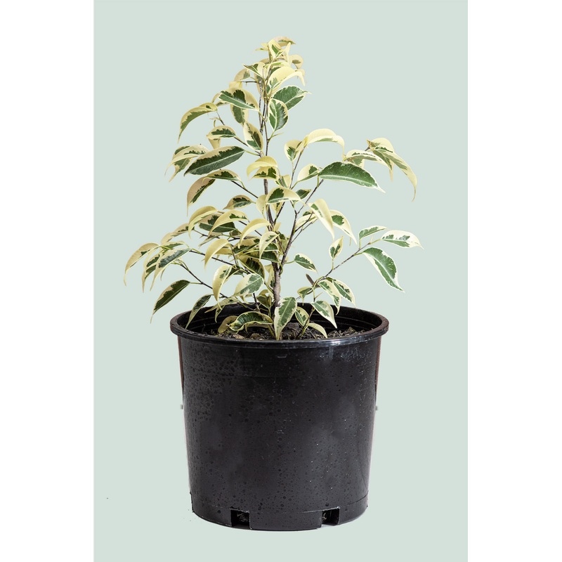 Starlight – Superwhite Variegated Dwarf Weeping Fig – Ficus benjamina – 2.5L / 17cm / Medium