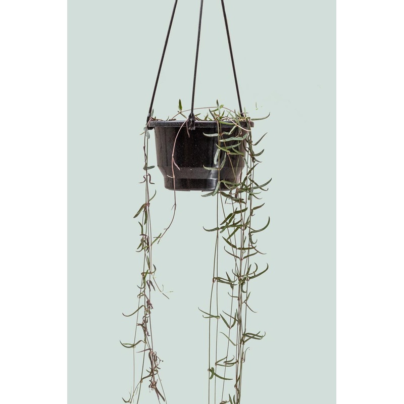 String of Needles – Ceropegia linearis – 1L / 14cm / Small