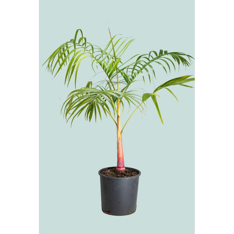 Sugar Cane Palm – Dypsis baronii – 10L / 25cm / Large