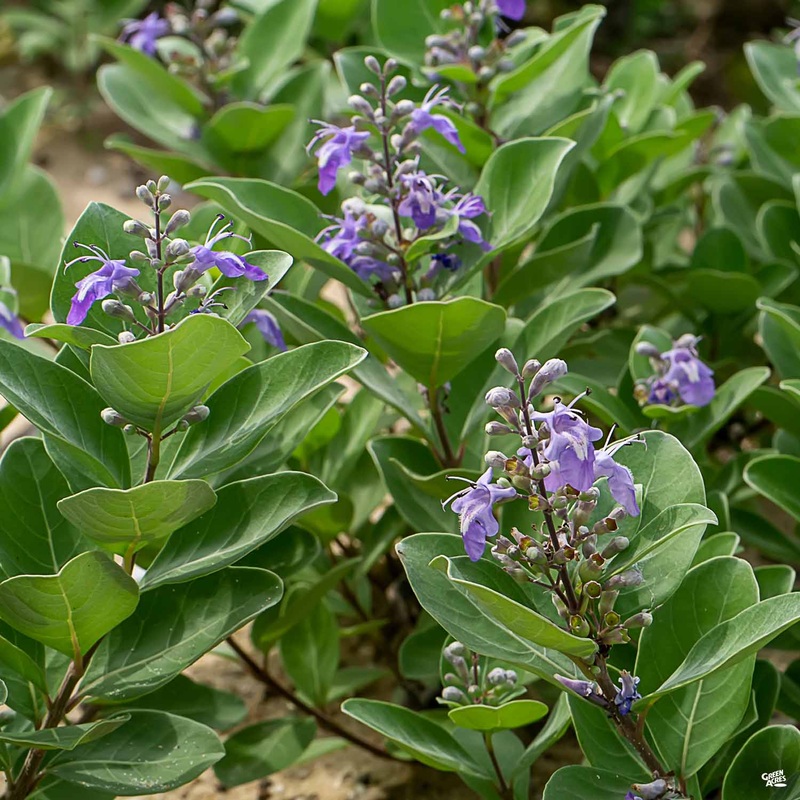 Summertime Blues Texas Lilac|03T [v::tx]|7 gal [v::tx]