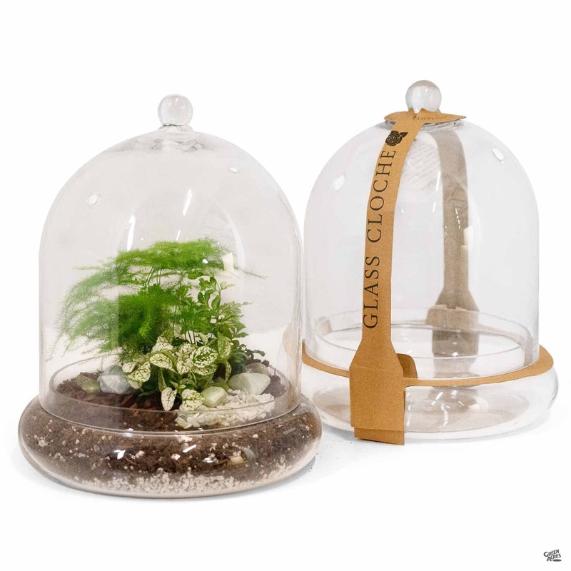 Terrarium Cloche 10|10″ x11.4″