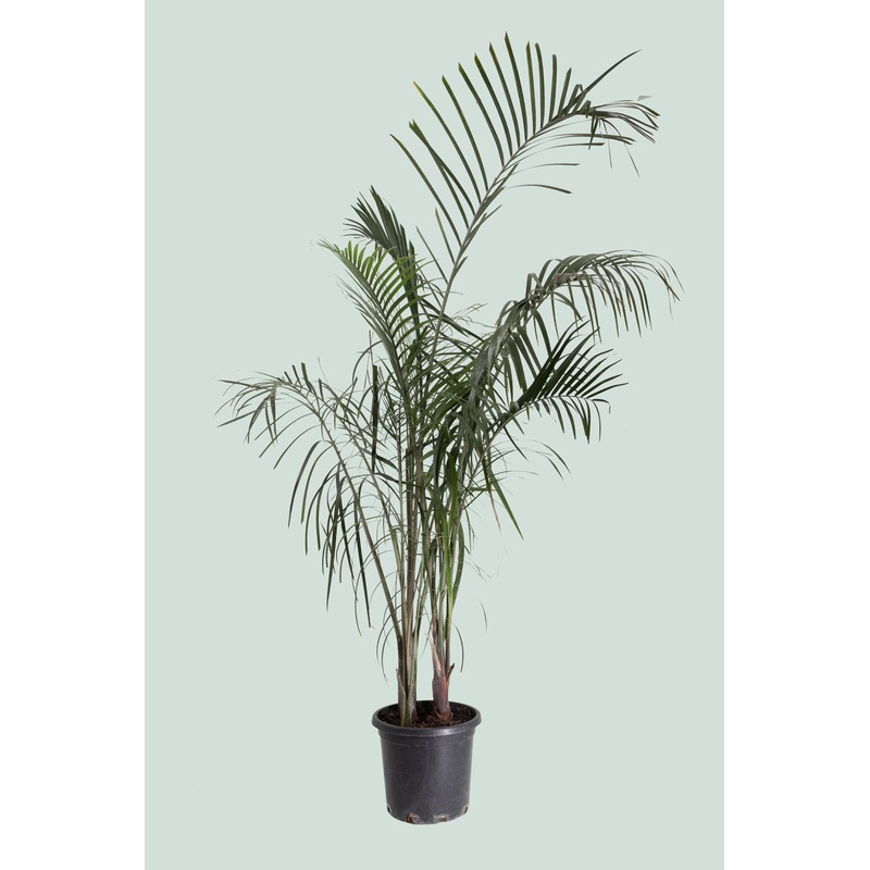 Triangle Palm Cluster – 13L / 33cm / XL