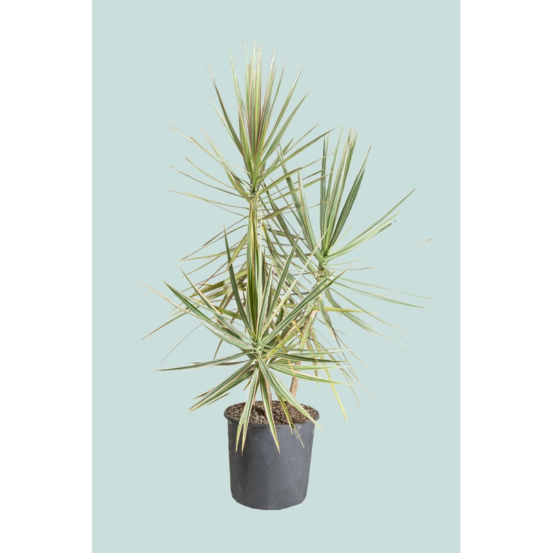 Tricolour Dragon Tree – Dracaena marginata – 10L / 25cm / Large