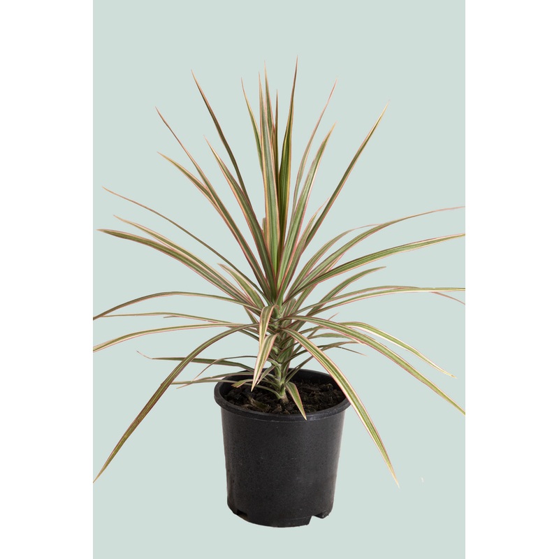 ‘Tricolour’ Dragon Tree – Dracaena marginata – 1L / 14cm / Small