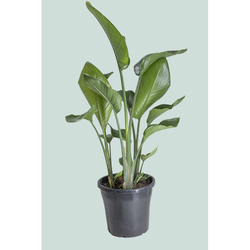 Triple planted Giant Bird of Paradise – Strelitzia nicolai – 8L / 25cm / L