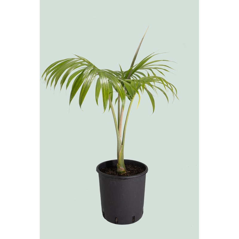 Umbrella Palm – Hedyscepe canterburyana – 10L / 25cm / Large